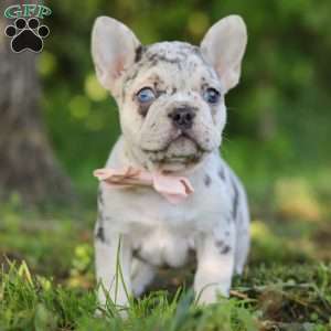 Peggy, French Bulldog Puppy